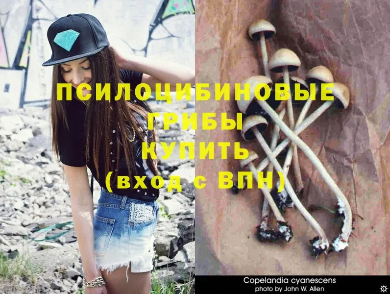 Галлюциногенные грибы Psilocybe  Грязи 